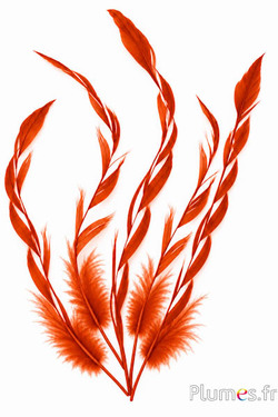 Gallo Spiga - 20-25 cm - arancione sangue